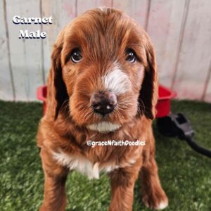 F1b mini goldendoodle in Colorado F1b labradoodle in Colorado F1 golden doodle in Colorado Golden Doodles near me