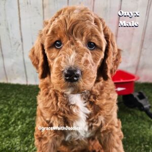 F1b mini goldendoodle in Colorado F1b labradoodle in Colorado F1 golden doodle in Colorado Golden Doodles near me