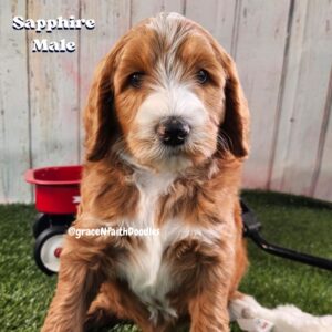 F1b mini goldendoodle in Colorado F1b labradoodle in Colorado F1 golden doodle in Colorado Golden Doodles near me