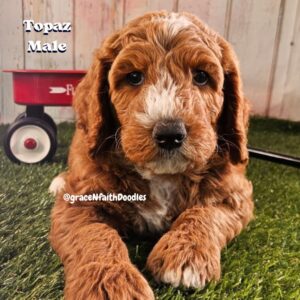 F1b mini goldendoodle in Colorado F1b labradoodle in Colorado F1 golden doodle in Colorado Golden Doodles near me