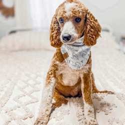 F1b mini goldendoodle in Colorado F1b labradoodle in Colorado F1 golden doodle in Colorado Golden Doodles near me AKC Poodle