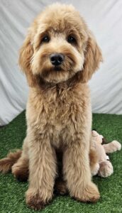 F1b mini goldendoodle in Colorado F1b labradoodle in Colorado F1 golden doodle in Colorado Golden Doodles near me