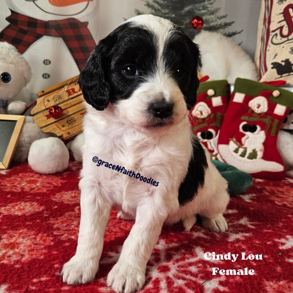 F1b mini goldendoodle in Colorado F1b labradoodle in Colorado F1 golden doodle in Colorado Golden Doodles near me