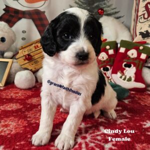 F1b mini goldendoodle in Colorado F1b labradoodle in Colorado F1 golden doodle in Colorado Golden Doodles near me