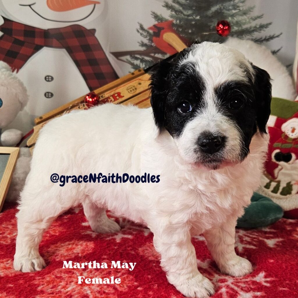 F1b mini goldendoodle in Colorado F1b labradoodle in Colorado F1 golden doodle in Colorado Golden Doodles near me