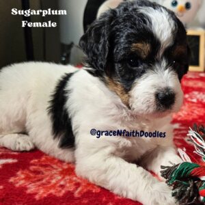 F1b mini goldendoodle in Colorado F1b labradoodle in Colorado F1 golden doodle in Colorado Golden Doodles near me