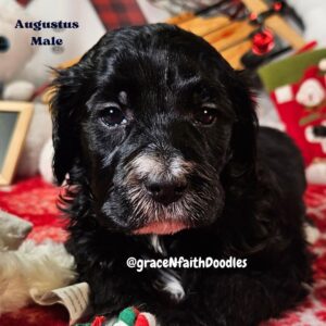 F1b mini goldendoodle in Colorado F1b labradoodle in Colorado F1 golden doodle in Colorado Golden Doodles near me