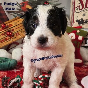 F1b mini goldendoodle in Colorado F1b labradoodle in Colorado F1 golden doodle in Colorado Golden Doodles near me