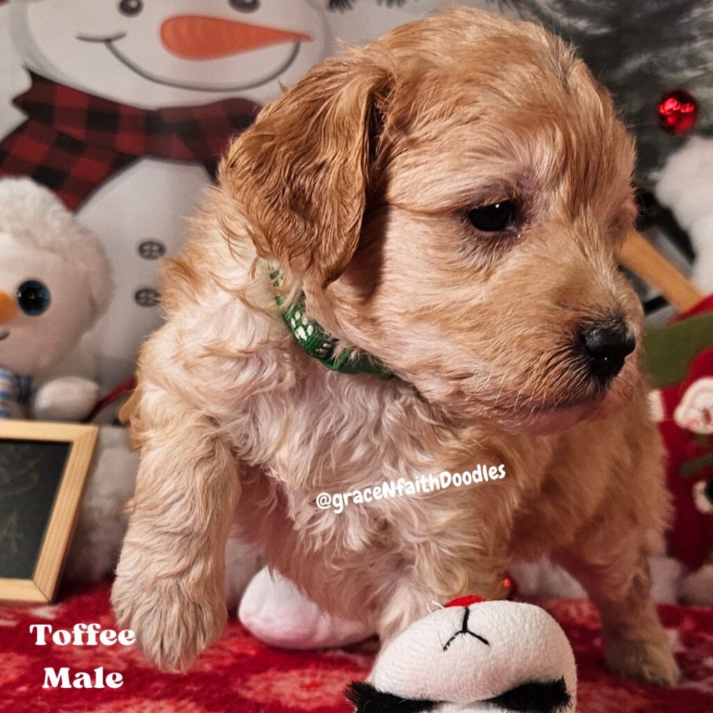 F1b mini goldendoodle in Colorado F1b labradoodle in Colorado F1 golden doodle in Colorado Golden Doodles near me