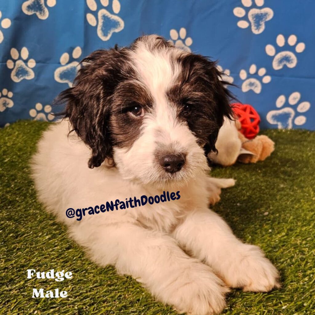 F1b mini goldendoodle in Colorado F1b labradoodle in Colorado F1 golden