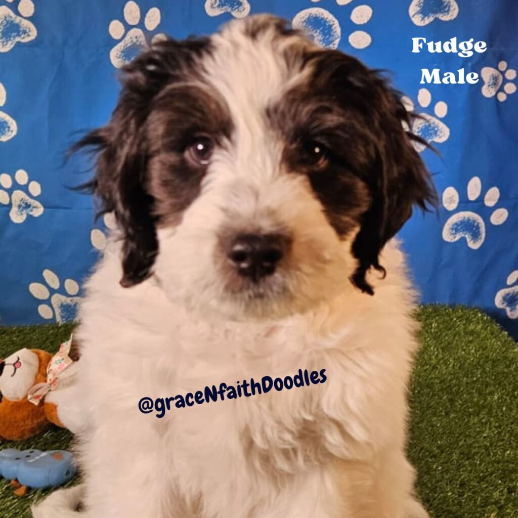 F1b mini goldendoodle in Colorado F1b labradoodle in Colorado F1 golden