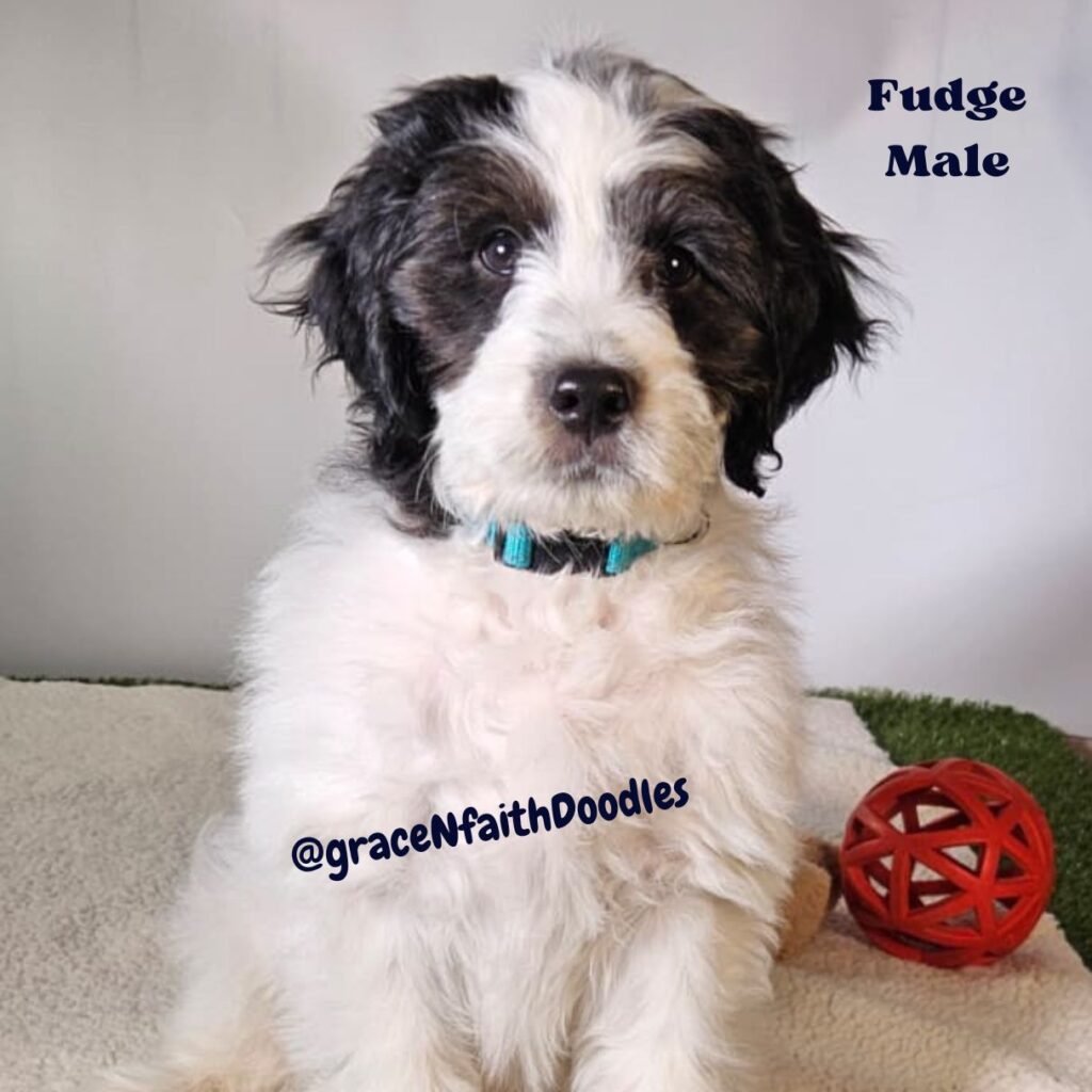 F1b mini goldendoodle in Colorado F1b labradoodle in Colorado F1 golden