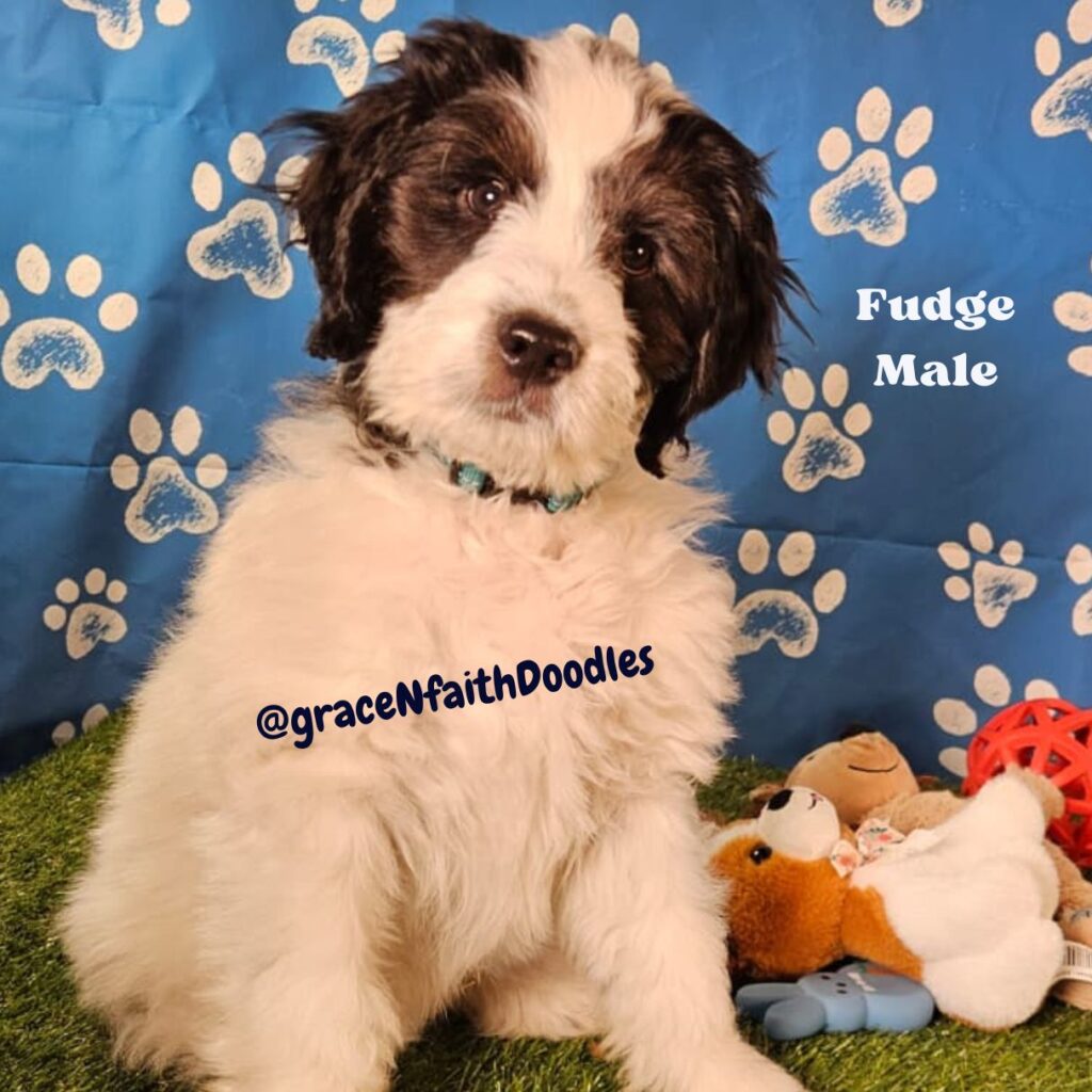 F1b mini goldendoodle in Colorado F1b labradoodle in Colorado F1 golden