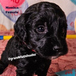 F1b mini goldendoodle in Colorado F1b labradoodle in Colorado F1 golden