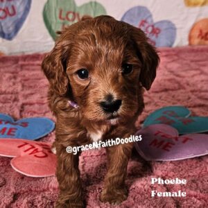 F1b mini goldendoodle in Colorado F1b labradoodle in Colorado F1 golden