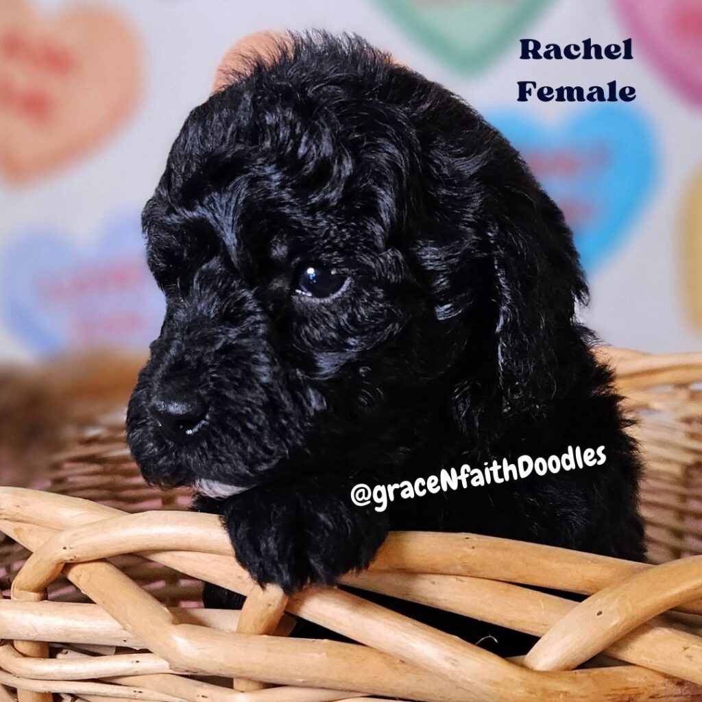 F1b mini goldendoodle in Colorado F1b labradoodle in Colorado F1 golden