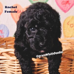 F1b mini goldendoodle in Colorado F1b labradoodle in Colorado F1 golden