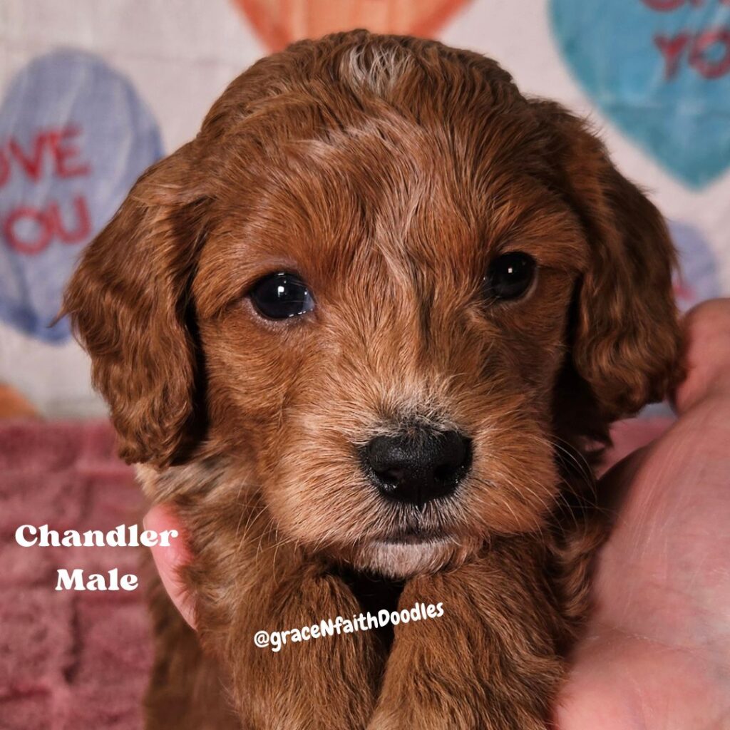 F1b mini goldendoodle in Colorado F1b labradoodle in Colorado F1 golden