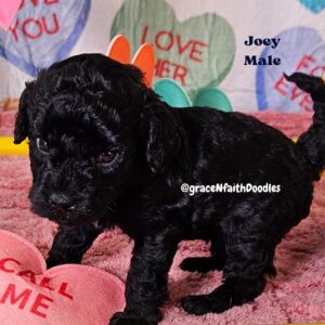 F1b mini goldendoodle in Colorado F1b labradoodle in Colorado F1 golden