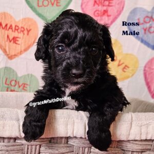 F1b mini goldendoodle in Colorado F1b labradoodle in Colorado F1 golden