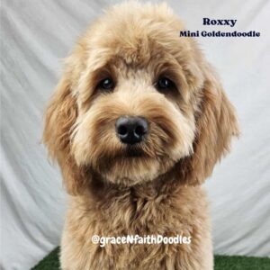 F1b mini goldendoodle in Colorado F1b labradoodle in Colorado F1 golden doodle in Colorado Golden Doodles near me