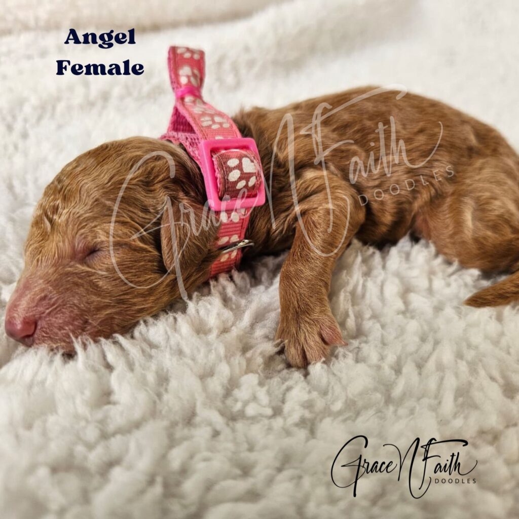 F1b mini goldendoodle in Colorado F1b labradoodle in Colorado F1 golden