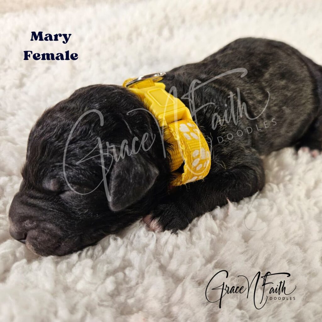 F1b mini goldendoodle in Colorado F1b labradoodle in Colorado F1 golden