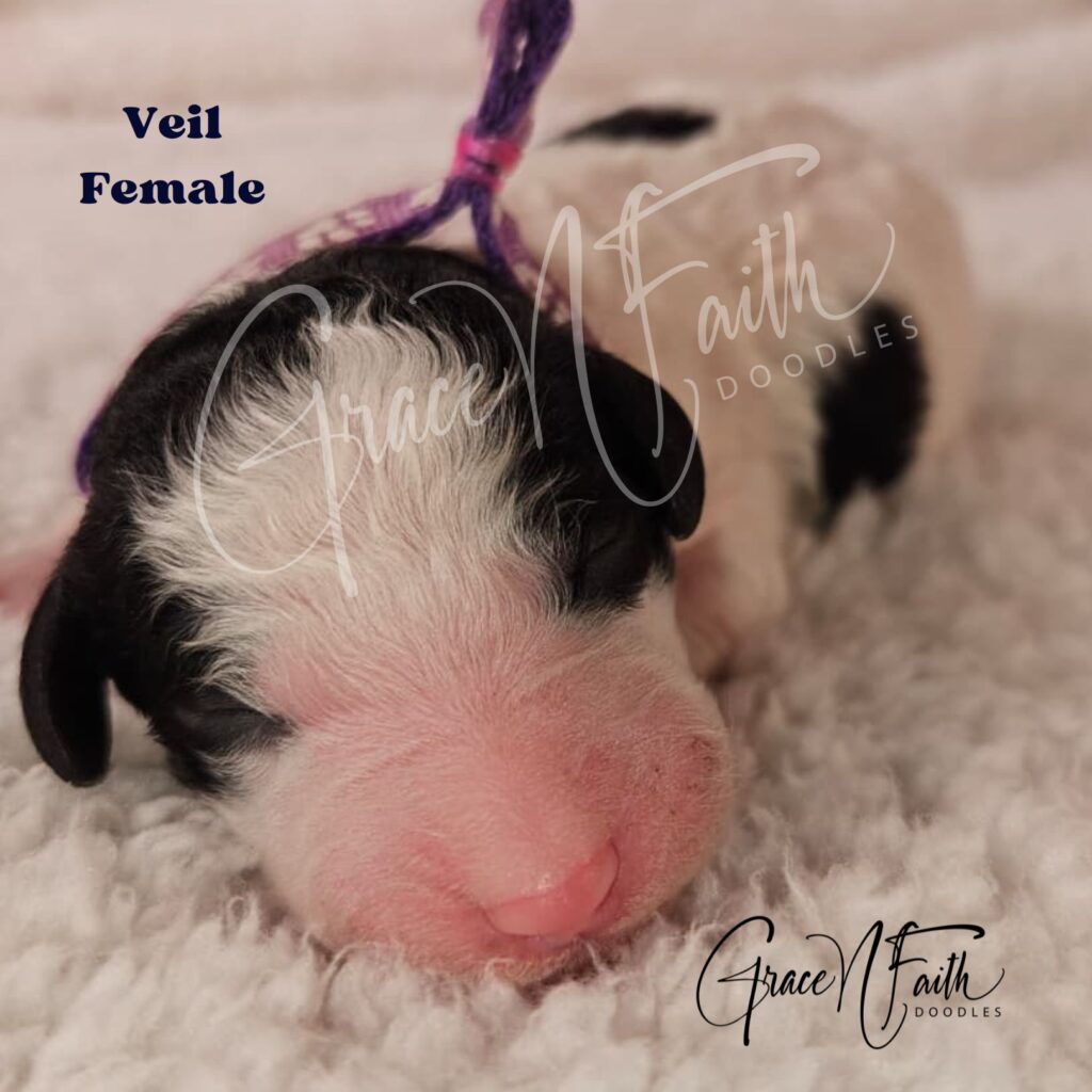 F1b mini goldendoodle in Colorado F1b labradoodle in Colorado F1 golden