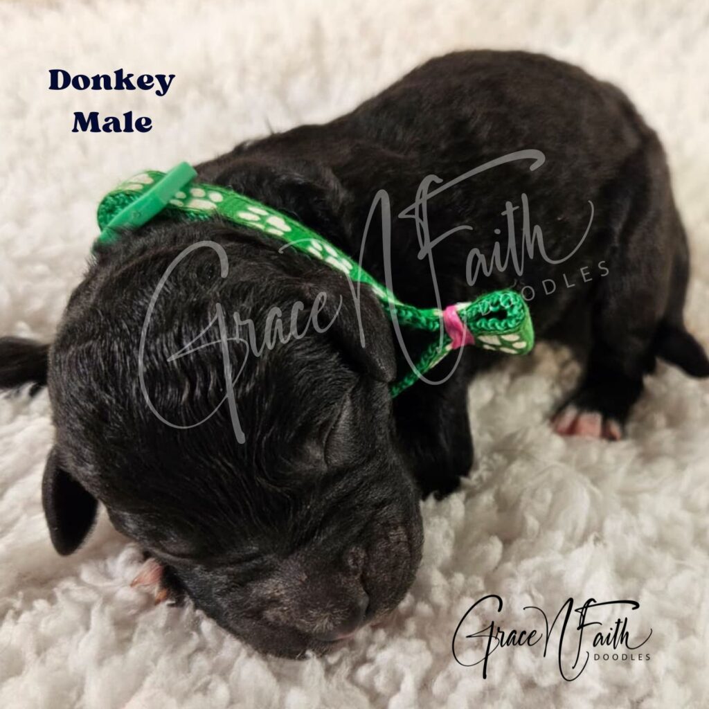 F1b mini goldendoodle in Colorado F1b labradoodle in Colorado F1 golden