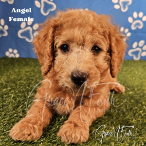 F1b mini goldendoodle in Colorado F1b labradoodle in Colorado F1 goldendoodle in Colorado Golden doodle