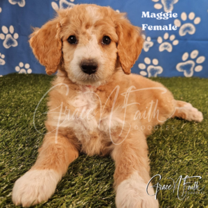 F1b mini goldendoodle in Colorado F1b labradoodle in Colorado F1 goldendoodle in Colorado Golden doodle