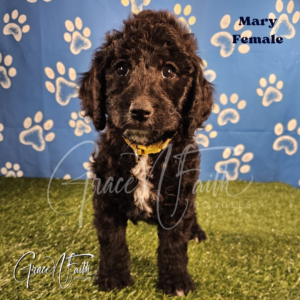 F1b mini goldendoodle in Colorado F1b labradoodle in Colorado F1 goldendoodle in Colorado Golden doodle