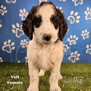 F1b mini goldendoodle in Colorado F1b labradoodle in Colorado F1 goldendoodle in Colorado Golden doodle