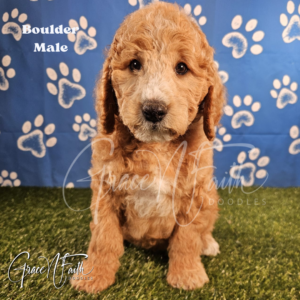 F1b mini goldendoodle in Colorado F1b labradoodle in Colorado F1 goldendoodle in Colorado Golden doodle