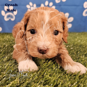F1b mini goldendoodle in Colorado F1b labradoodle in Colorado F1 goldendoodle in Colorado Golden doodle