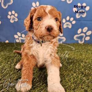 F1b mini goldendoodle in Colorado F1b labradoodle in Colorado F1 goldendoodle in Colorado Golden doodle