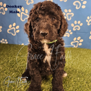 F1b mini goldendoodle in Colorado F1b labradoodle in Colorado F1 goldendoodle in Colorado Golden doodle