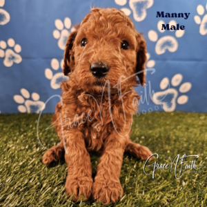 F1b mini goldendoodle in Colorado F1b labradoodle in Colorado F1 goldendoodle in Colorado Golden doodle