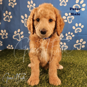 F1b mini goldendoodle in Colorado F1b labradoodle in Colorado F1 goldendoodle in Colorado Golden doodle