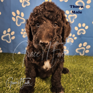 F1b mini goldendoodle in Colorado F1b labradoodle in Colorado F1 goldendoodle in Colorado Golden doodle
