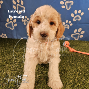 F1b mini goldendoodle in Colorado F1b labradoodle in Colorado F1 goldendoodle in Colorado Golden doodle