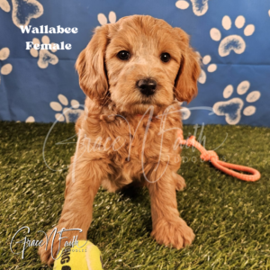 F1b mini goldendoodle in Colorado F1b labradoodle in Colorado F1 goldendoodle in Colorado Golden doodle