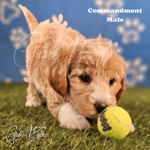 F1b mini goldendoodle in Colorado F1b labradoodle in Colorado F1 goldendoodle in Colorado Golden doodle