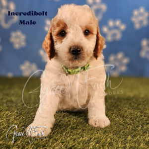 F1b mini goldendoodle in Colorado F1b labradoodle in Colorado F1 goldendoodle in Colorado Golden doodle