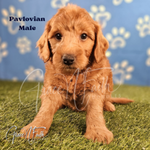 F1b mini goldendoodle in Colorado F1b labradoodle in Colorado F1 goldendoodle in Colorado Golden doodle