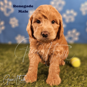 F1b mini goldendoodle in Colorado F1b labradoodle in Colorado F1 goldendoodle in Colorado Golden doodle