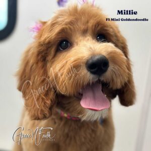 F1b mini goldendoodle in Colorado F1b labradoodle in Colorado F1 goldendoodle in Colorado Golden doodle