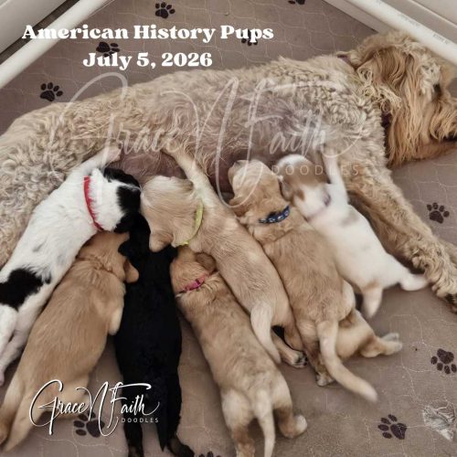 F1b mini goldendoodle in Colorado F1b labradoodle in Colorado F1 goldendoodle in Colorado Golden doodle