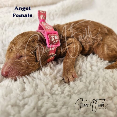 F1b mini goldendoodle in Colorado F1b labradoodle in Colorado F1 golden