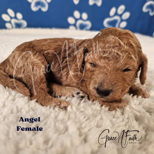F1b mini goldendoodle in Colorado F1b labradoodle in Colorado F1 golden